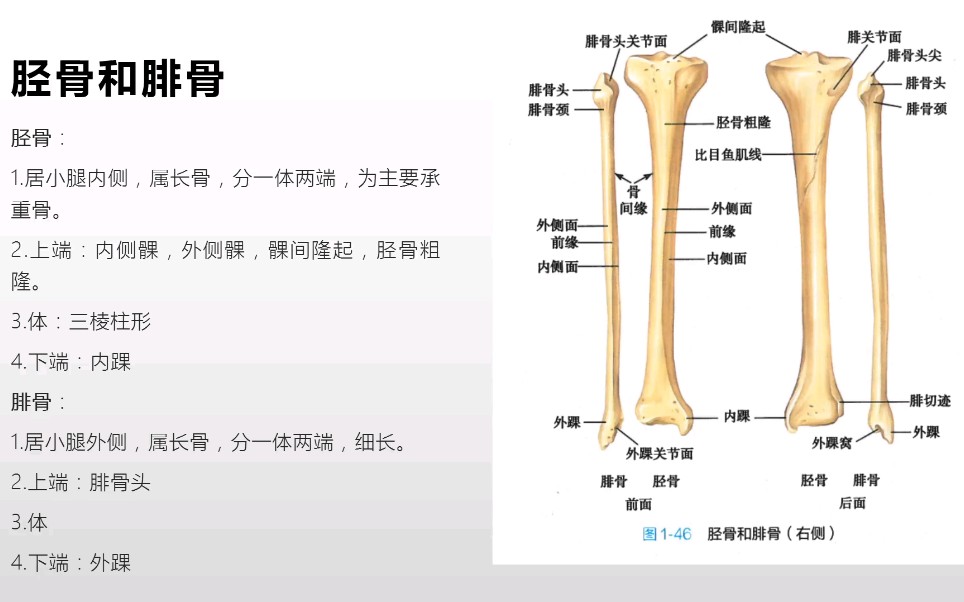 骨格模型（脊柱，上肢，下肢3点セット）ドイツ徒手医学 直売在庫