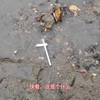 满小河里寻找噼啪筒，意外发现一条大鲤鱼，用噼啪筒大战泥里鲤鱼 #户外 #乡野生活 #玩具 #乡村生活家