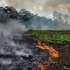 亚马逊雨林火灾过后的动物们