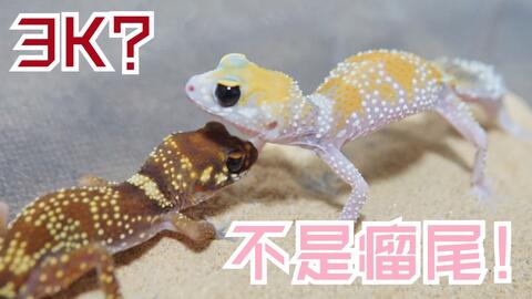 9cdf4fcf018954c218c1d38126bc8d3e64a340bf.jpg@480w_270h_1c