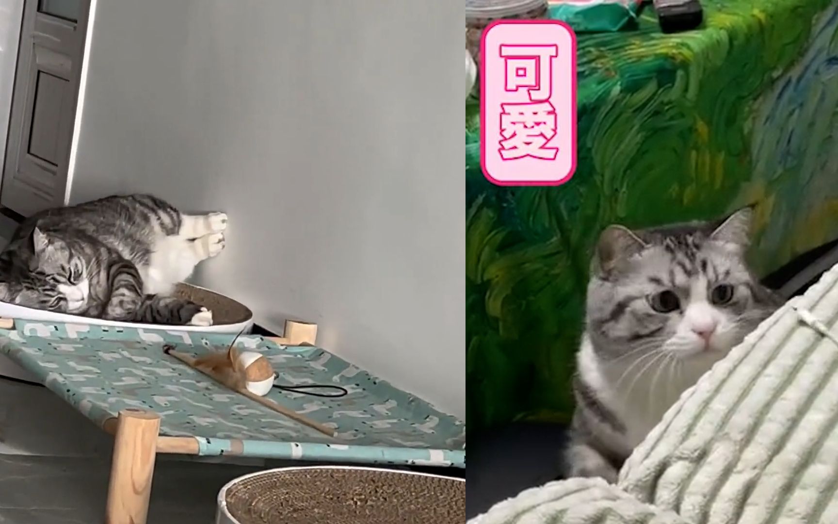 "健美猫"睡觉蹬着墙,猫:不锻炼会胖的