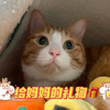 小猫咪太喜欢妈妈了怎么办？在线等挺急的！ଘ(੭ˊ꒳ˋ