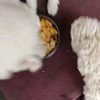 幼比熊犬干饭