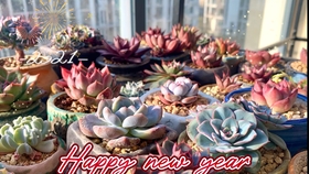 多肉小贵货 9cf96c19d4c7419e84cef2c7c4334c57bc64a04f.jpg@280w_158h_1c_100q.jpg