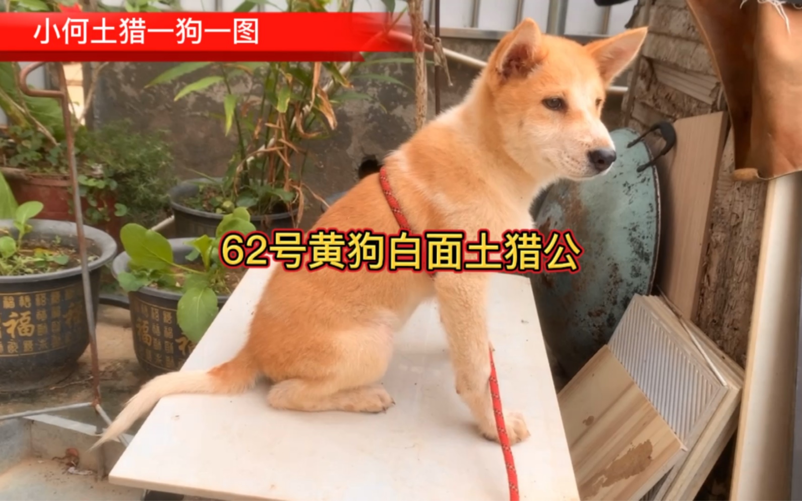 黄狗白面金不换,给你们看看广西土猎犬,有人喜欢吗