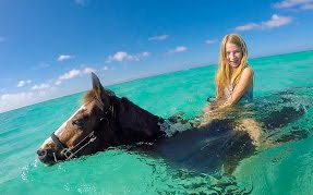 【会游泳的马】大开曼岛的游泳马