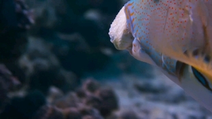 9d1769c02946d8e84c405b1f08d70c07d63faa42.jpg@310w_174h_1c_100q.jpg