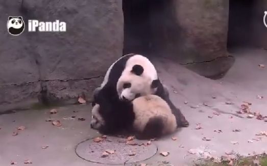 【大熊猫】阿福rua黄桃:是不是你偷吃了干妈的苹果,快交出来