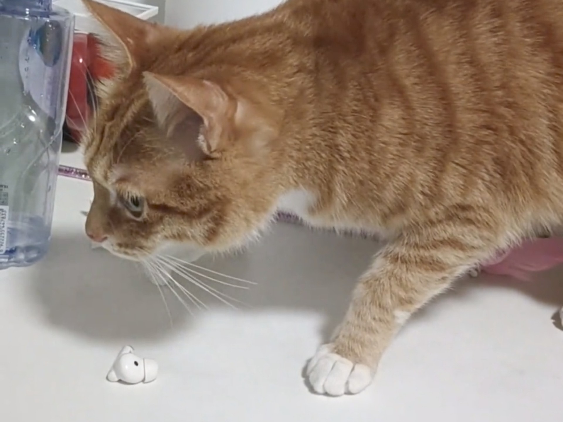 猫：我有一计...