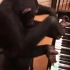 四手联弹什么的弱爆了，看猩猩手脚并用弹钢琴