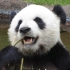 ［旅美］大熊猫乐乐赢麻了 十年前 就是顶流 -2011.05.27