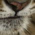 BBC-自然世界】BBC Natural World 2012 - Tiger Dynasty (HDTV)