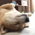  [柴犬Maru的日常]嘤嘤嘤 ( ‘-ωก̀ )泥奏凯，窝要睡懒觉！