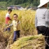 农村的国庆节，一家老小到田里割稻谷，8岁小孩也割的有模有样