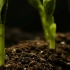 视频素材 ▏k1354 4K画质种子生长发芽破土而出植物小草生命力拍摄特写延时摄影动态视频素材