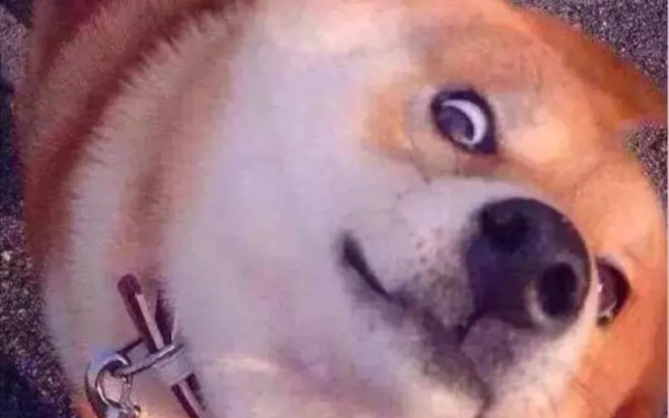 真看个寂寞 哔哩哔哩 つロ干杯 Bilibili