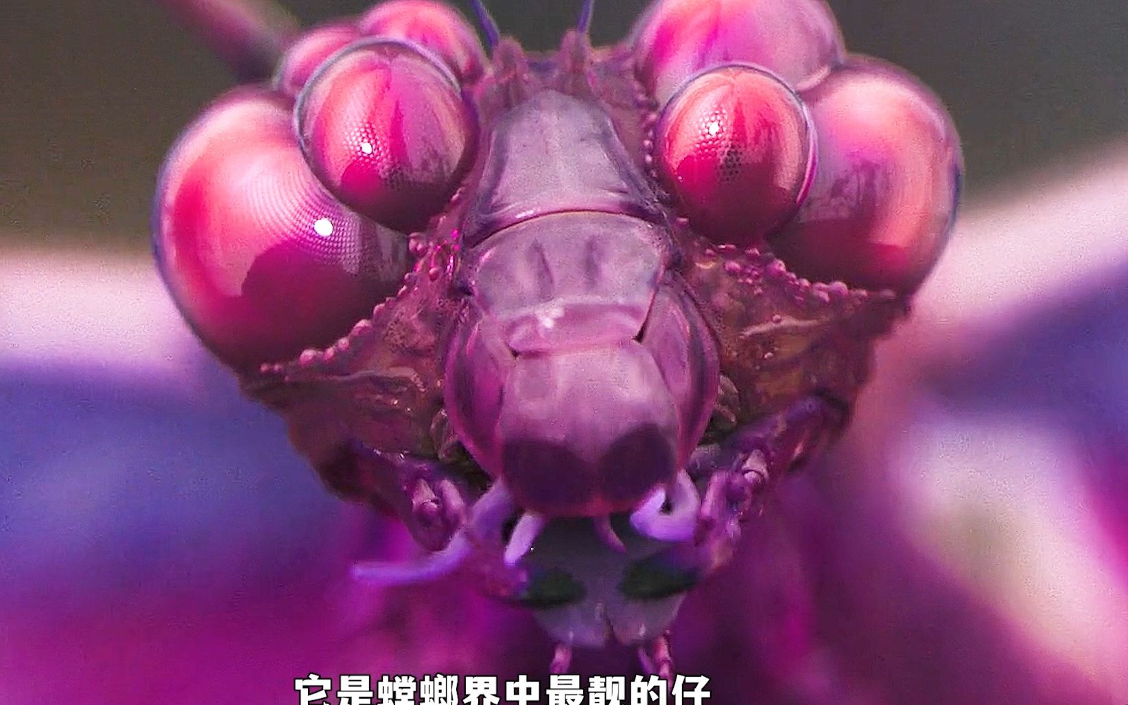 超艳丽的外星生物，艳到你睁不开眼的那种！《星之彩》