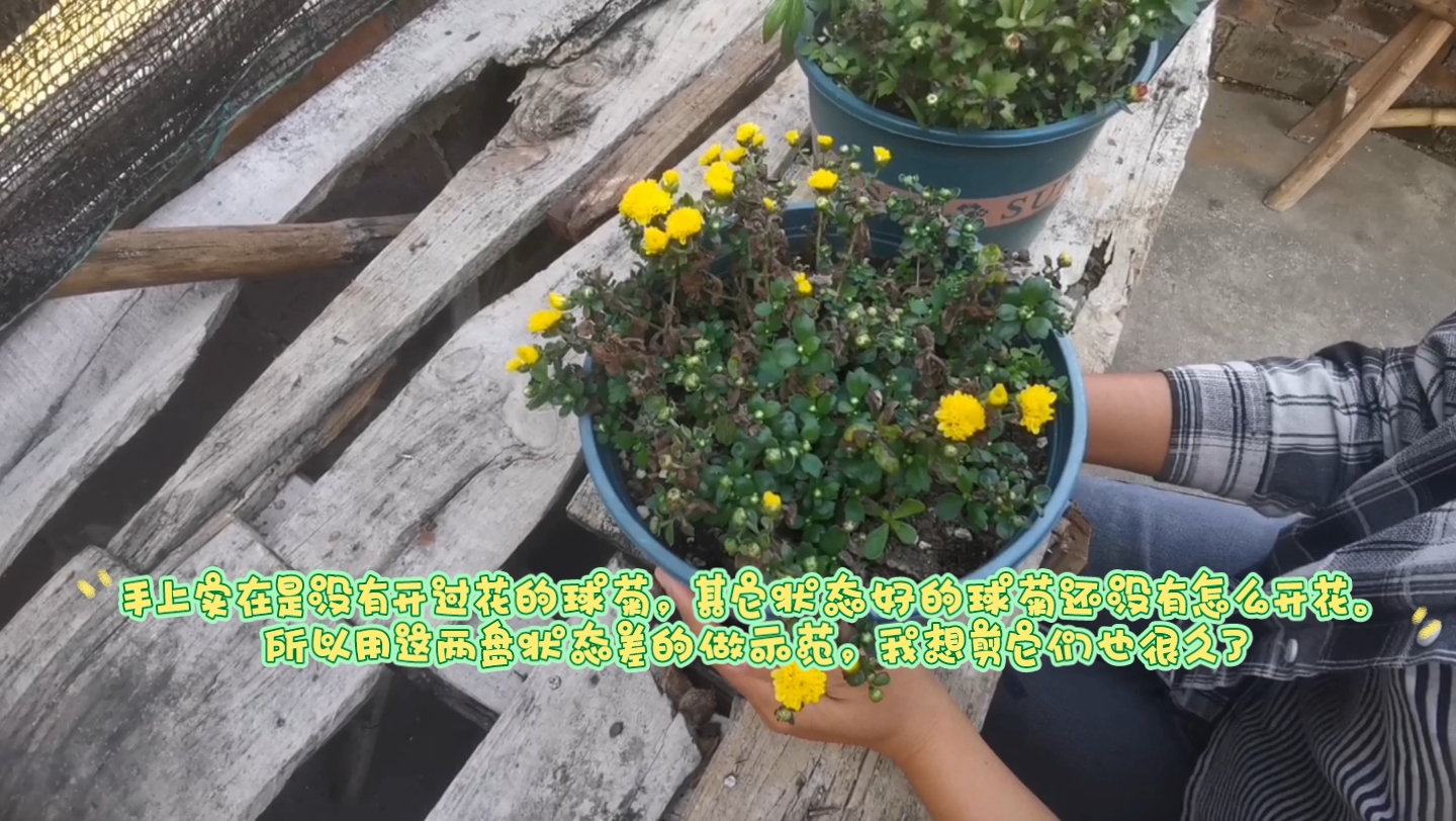 球菊花后冬剪