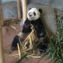 【大熊猫丫丫】【大熊猫乐乐】2021.6.11 游客拍乐乐吃竹子 孟菲斯动物园