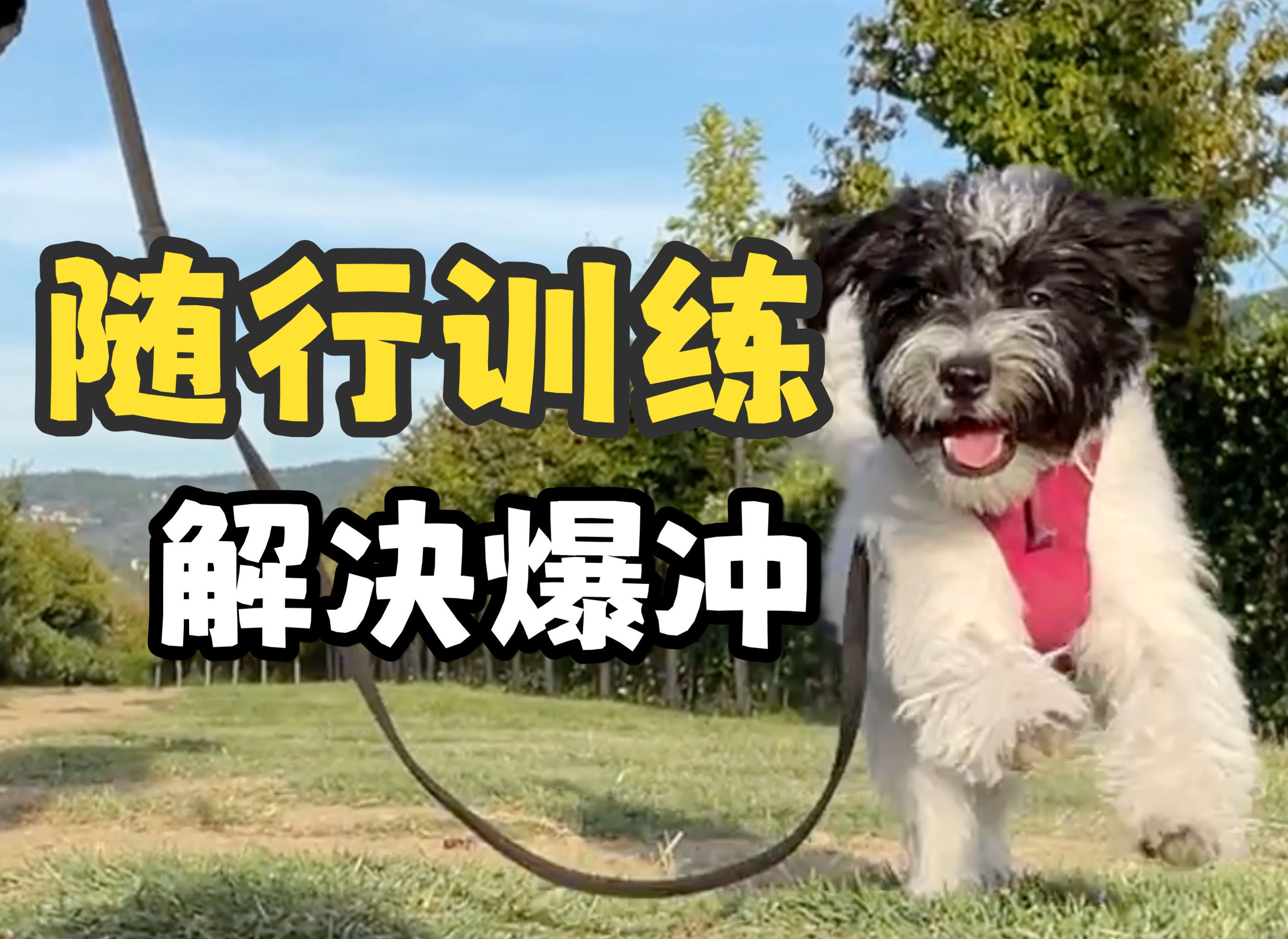 狗狗爆冲怎么办？4分钟从根源改善爆冲！松绳随行训练