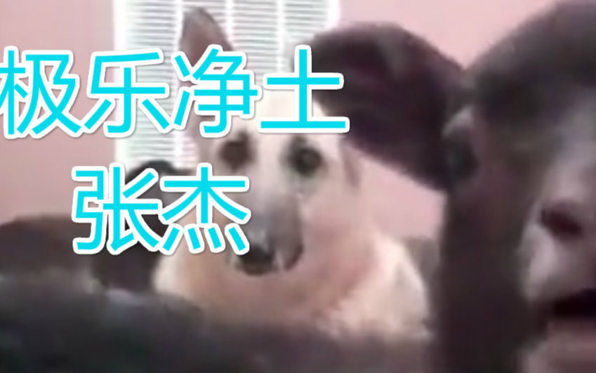 【张杰】极乐净土(羊驼静土)