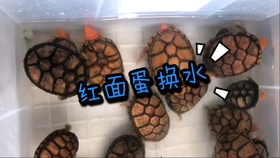 9dd486052e040474c293e870f840f2d2c03c3269.jpg@280w_158h_1c_100q.jpg