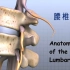 腰椎结构解剖讲解动画