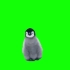 小企鹅绿幕