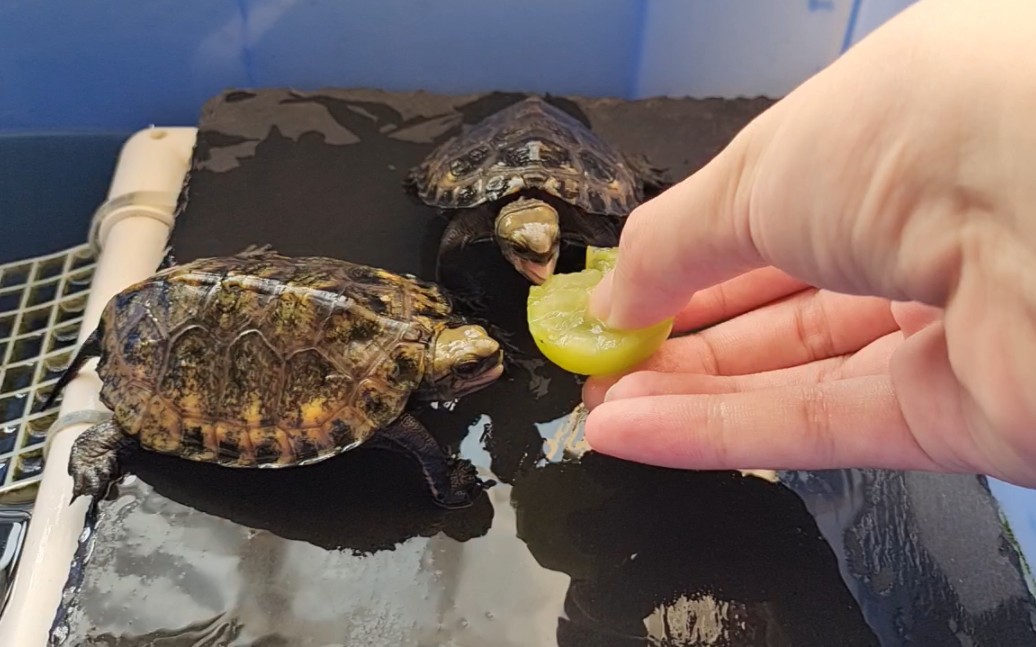 为什么我说日石是饲养体验最棒的拟水龟