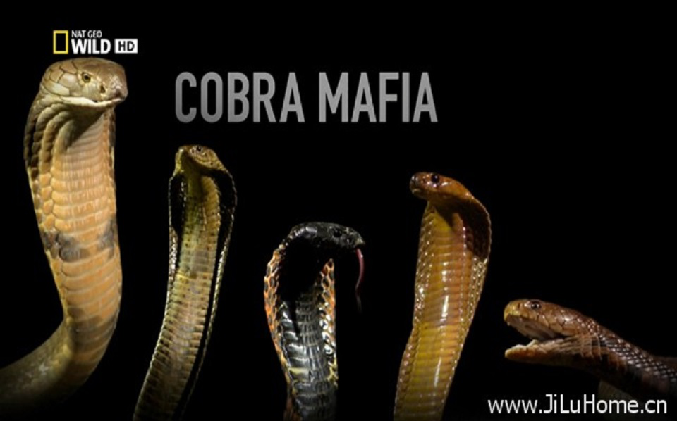 国家地理《黑手党眼镜蛇 cobra mafia》全1集_哔哩哔哩)つロ