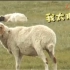 羊羊们长肥了吗？蒙古国牧场实拍捐赠给中国的羊
