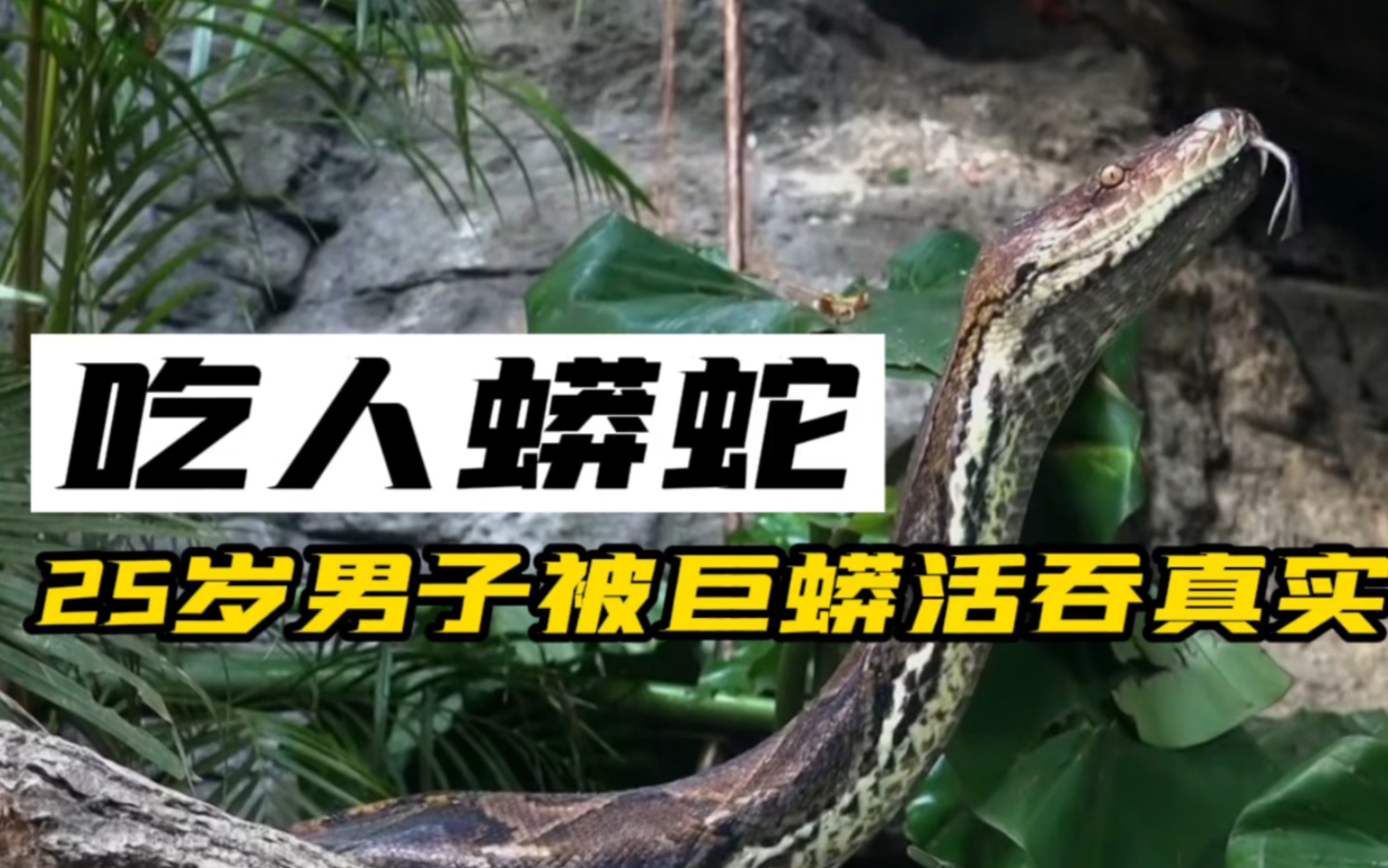 纪录片：吃人蟒蛇 - 蟒蛇科普