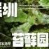 国内植物园首个“苔藓园林”，就藏在深圳