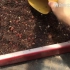 多肉植物-龙舌兰实生播种教学 -How to grow agave by seed