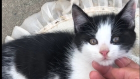 猫咪叫声小小的嗲嗲的 9e41426b3173184a0cb6a18a014e3e0c902ad707.jpg@280w_158h_1c_100q.jpg