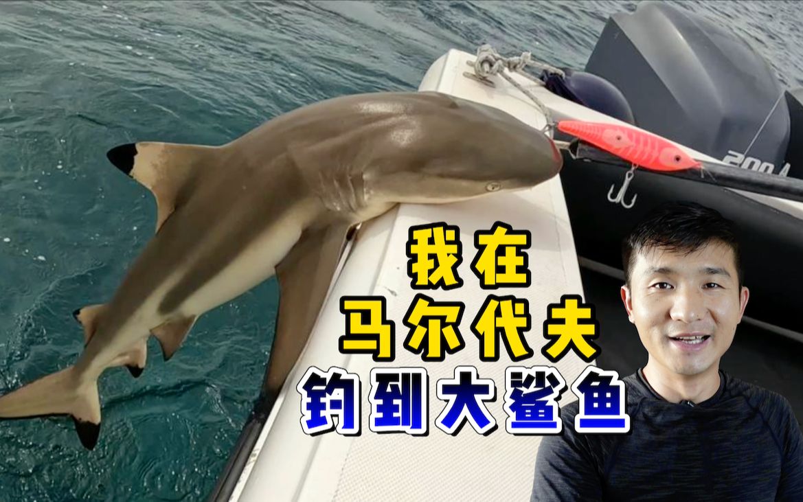 《环球探海记》马尔代夫 第24天：今天路亚海钓初体验，竟然收获一只凶猛的大鲨鱼