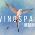 观鸟桌游《展翅翱翔》Wingspan Steam 中文宣传片