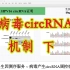 病毒来源circRNA 调控宿主的机制探讨 - 下