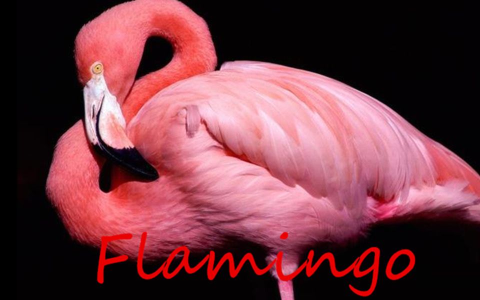 【莲瞳リヒト】Flamingo/米津玄师哔哩哔哩 (゜゜)つロ 干杯~bilibili