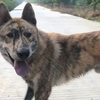 田园犬不止有大黄，来看看中国十大本土田园犬