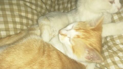 猫咪吃什么容易长大 9e840426a32e8f68efdc768349c58456a6a503da.jpg@480w_270h_1c