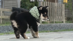 怎样让狗狗自己翻肚皮 9e894e5c9a8823e71d32e2e9c961c66ede49ace9.jpg@280w_158h_1c_100q.jpg