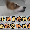 【中字】240213 希澈YouTube “狗