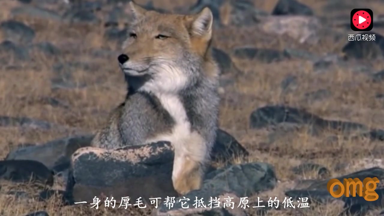 这个叫藏狐的家伙长着一张鄙视任何人的脸,估计经常被