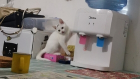 喵喵视频在线 9eb86c71935b8e44ad2e664b99db4d0243a5e14c.jpg@280w_158h_1c_100q.jpg