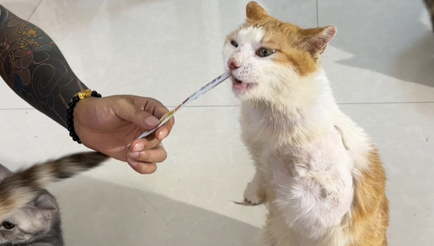 我花了5000块钱买了个两条腿的猫