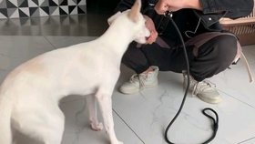 什么时候给狗戴牵引绳 9ec9969099f1c4decc28fec82c5e70e05c7abaf8.jpg@280w_158h_1c_100q.jpg