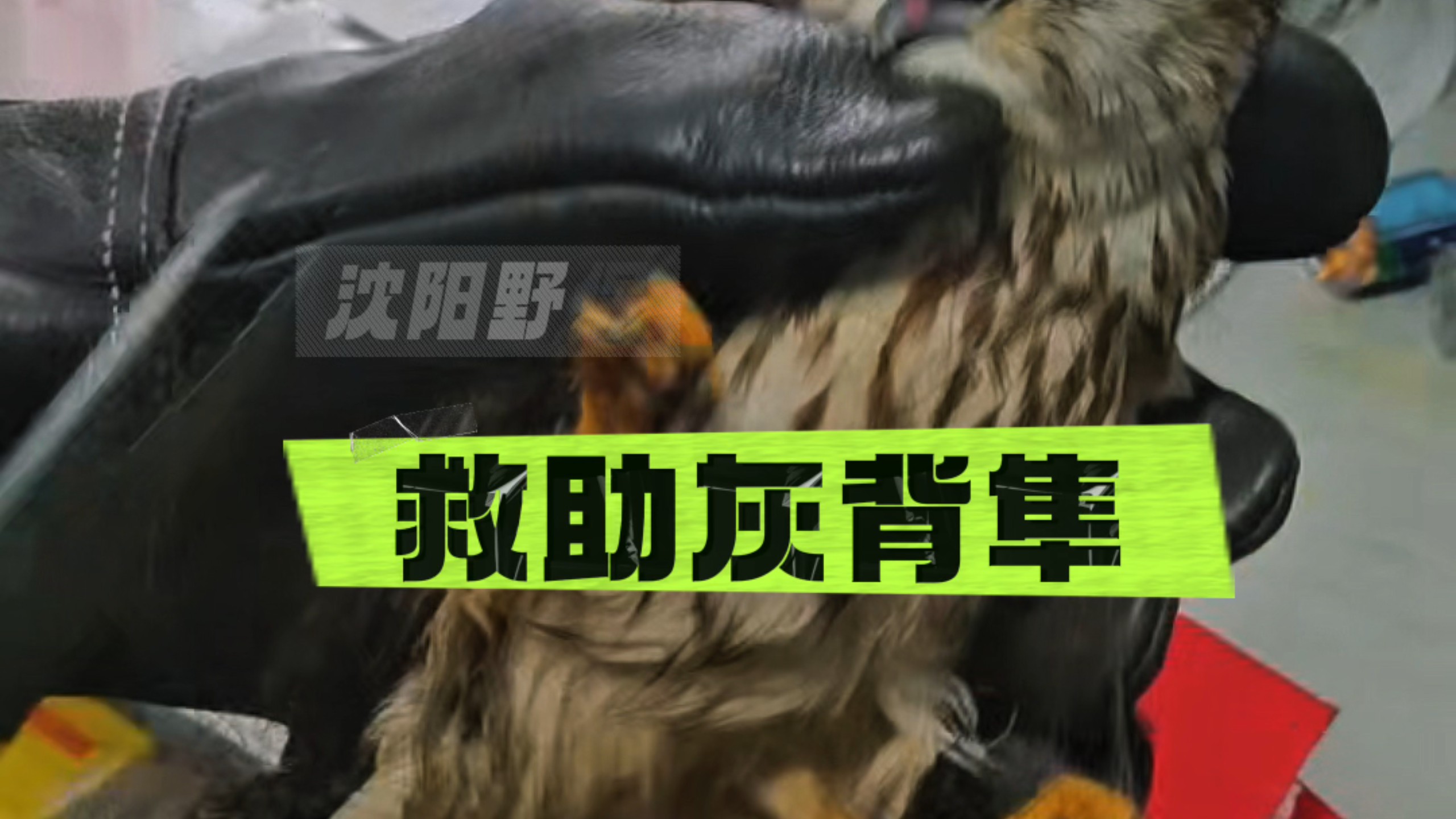 【沈阳野保】新作上线，快来看看！
