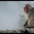 《日本温泉の猴子》治愈生活短片