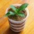 【木糠杯】用牛奶和面粉自制“盆栽”，让你过上可以吃“土”的日子
